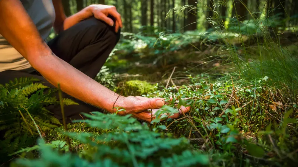 Experience the forest while bathing in the forest (Shinrin Yoku) with all her senses. A 50 year old woman is tasting wild herbs in the forest. The sun shines through the leaves.